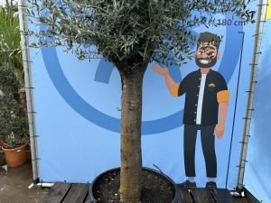 Olivenbaum - Olea europaea - 50 Jahre - 250 cm