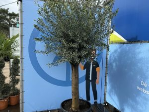 Olivenbaum - Olea europaea - 50 Jahre - 250 cm