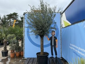 Olivenbaum - Olea europaea - 50 Jahre - 250 cm