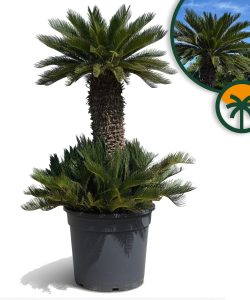 Palme - Cycas revoluta XXL - 200 cm