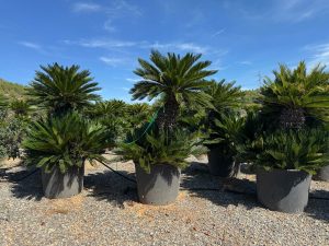 Palme - Cycas revoluta XXL - 200 cm