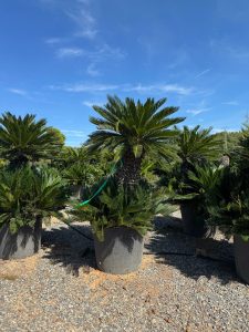Palme - Cycas revoluta XXL - 200 cm
