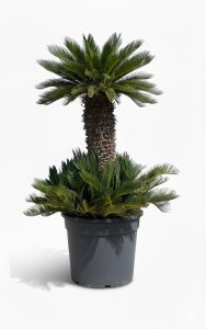 Palme - Cycas revoluta XXL - 200 cm