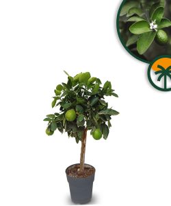 Limettenbaum - Citrus latifolia - 90 cm