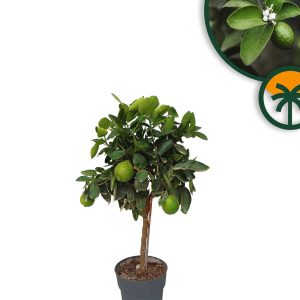 Limettenbaum - Citrus latifolia - 90 cm
