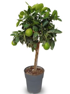 Limettenbaum - Citrus latifolia - 90 cm