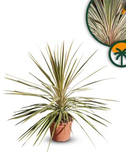 Palme - Cordyline australis 'Dazzler' - 100 cm