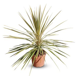 Palme - Cordyline australis 'Dazzler' - 100 cm