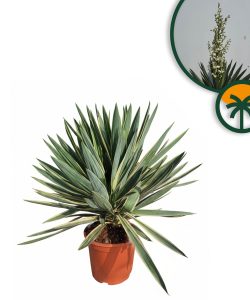 Palme - Yucca gloriosa Variegata - 100 cm