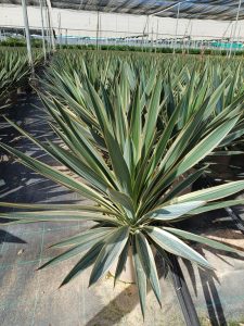 Palme - Yucca gloriosa Variegata - 100 cm