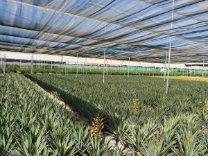 Palme - Yucca gloriosa Variegata - 100 cm