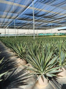 Palme - Yucca gloriosa Variegata - 100 cm