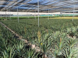Palme - Yucca gloriosa Variegata - 100 cm