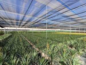 Palme - Yucca gloriosa Variegata - 100 cm