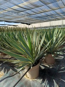 Palme - Yucca gloriosa Variegata - 100 cm