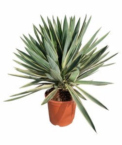 Palme - Yucca gloriosa Variegata - 100 cm