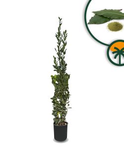Lorbeerstrauch - Laurus nobilis - 160 cm