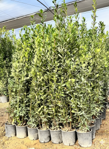 Lorbeerstrauch - Laurus nobilis - 160 cm