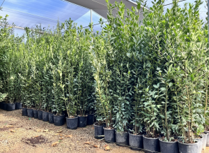 Lorbeerstrauch - Laurus nobilis - 160 cm