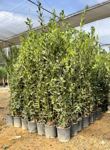 Lorbeerstrauch - Laurus nobilis - 160 cm