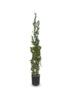 Lorbeerstrauch - Laurus nobilis - 160 cm