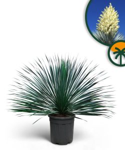 Palme - Yucca rostrata Blue - 100 cm