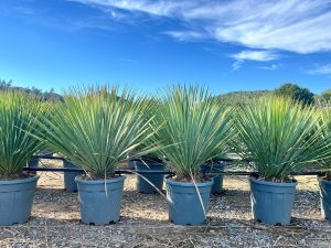 Palme - Yucca rostrata Blue - 100 cm