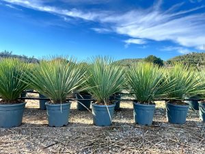 Palme - Yucca rostrata Blue - 100 cm