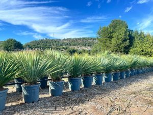 Palme - Yucca rostrata Blue - 100 cm