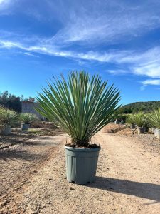 Palme - Yucca rostrata Blue - 100 cm