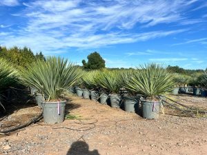 Palme - Yucca rostrata Blue - 100 cm