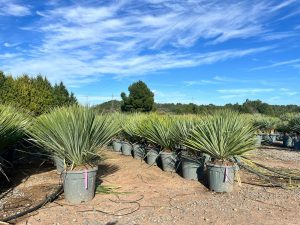 Palme - Yucca rostrata Blue - 100 cm
