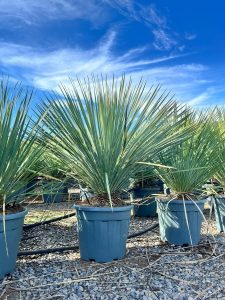 Palme - Yucca rostrata Blue - 100 cm