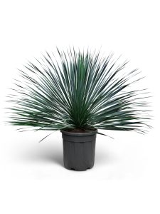 Palme - Yucca rostrata Blue - 100 cm