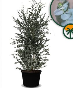 Eucalyptus gunnii - 200 cm