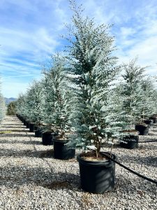 Eucalyptus gunnii - 200 cm