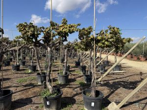 Weinrebe auf Stamm - Vitis vinifera - 200 cm