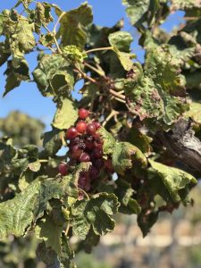 Weinrebe auf Stamm - Vitis vinifera - 200 cm