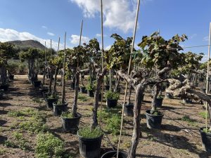 Weinrebe auf Stamm - Vitis vinifera - 200 cm