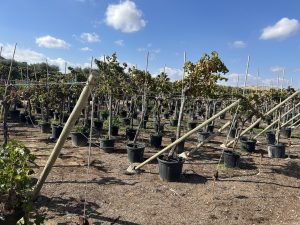 Weinrebe auf Stamm - Vitis vinifera - 200 cm