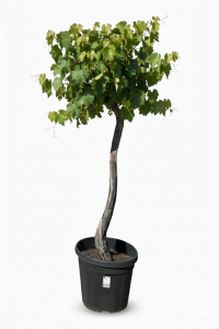 Weinrebe auf Stamm - Vitis vinifera - 200 cm