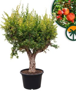 Granatapfelbaum XXXL - Punica granatum - 220-240 cm