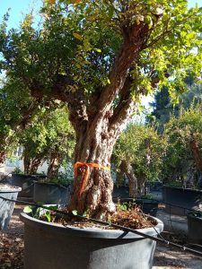 Granatapfelbaum XXXL - Punica granatum - 220-240 cm