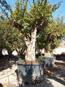 Granatapfelbaum XXXL - Punica granatum - 220-240 cm