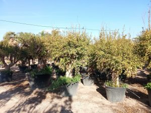 Granatapfelbaum XXXL - Punica granatum - 220-240 cm