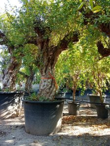 Granatapfelbaum XXXL - Punica granatum - 220-240 cm