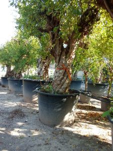 Granatapfelbaum XXXL - Punica granatum - 220-240 cm