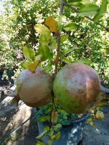 Granatapfelbaum XXXL - Punica granatum - 220-240 cm