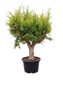 Granatapfelbaum XXXL - Punica granatum - 220-240 cm