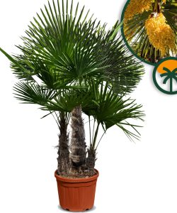 Palme - Trachycarpus fortunei mehrstämmig - 220-240 cm